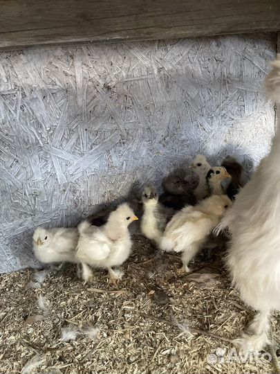 Цыплята карликовых пород