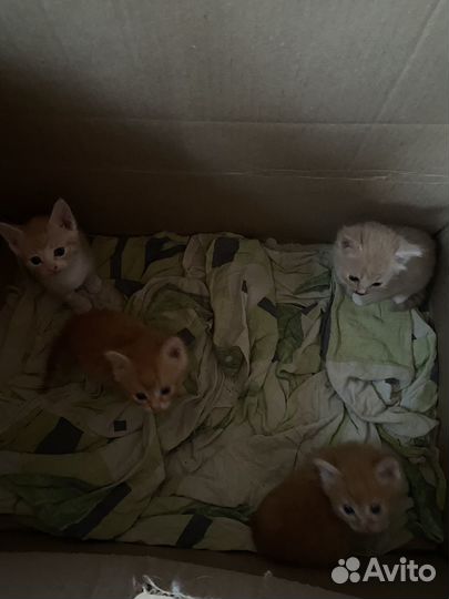 Котята в добрые руки