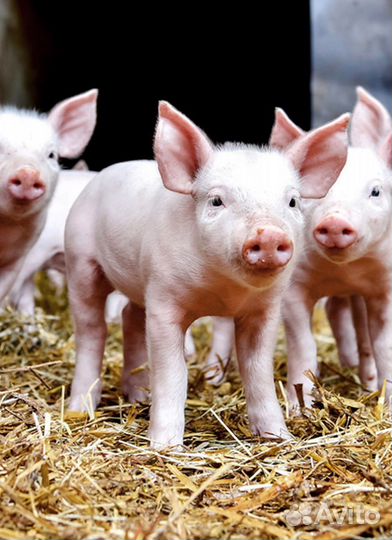 Поросята