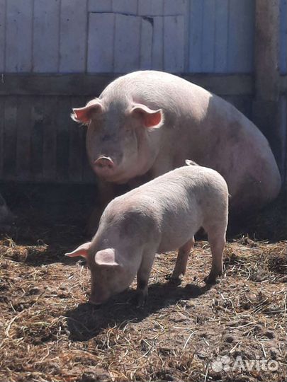 Продам поросят Ландрас сало домашнее,смалец