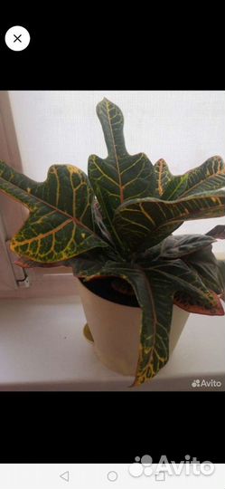 Кротон кодиум