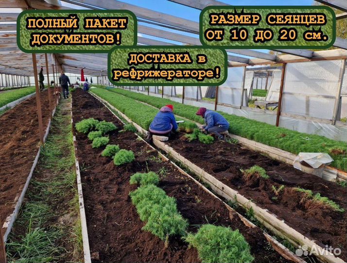 Ель и сосна сеянцы окс