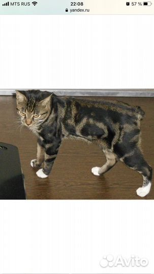 Курильский бобтейл котята