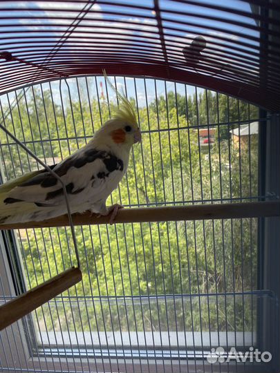 Попугай корелла