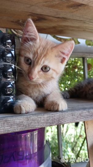 Котята в добрые руки мальчики