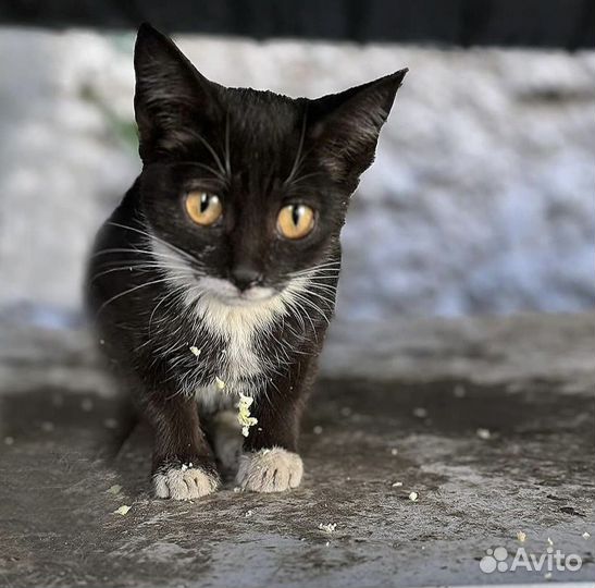 Котенок в поисках семьи