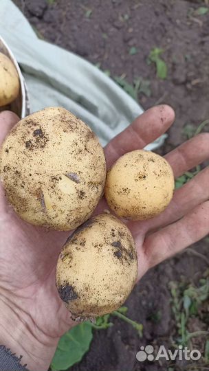 Продам картофель