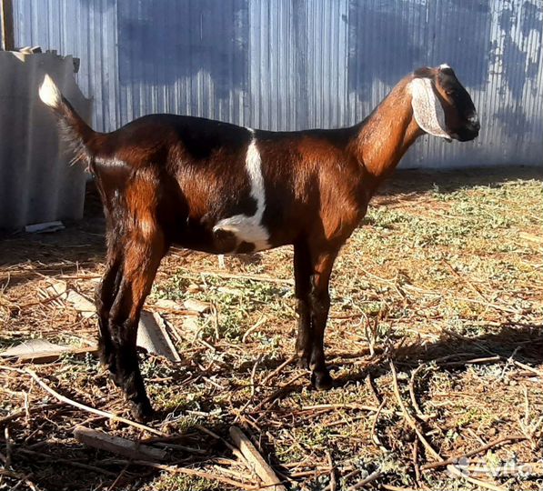 Продам нубийских козочек. Козлики на племя