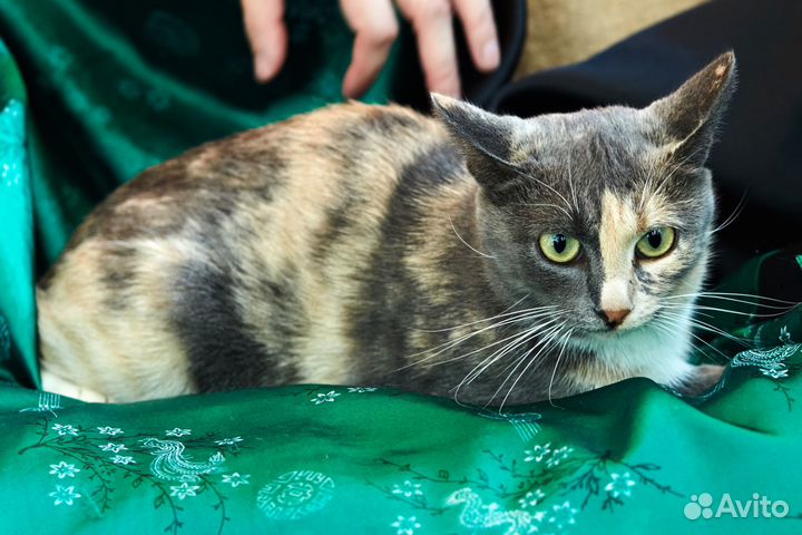 Кошечка Билли ищет дом