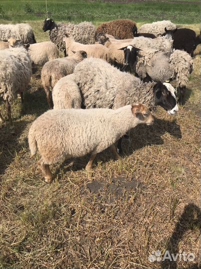 Овцематки, ягнята. Кросс суффолк