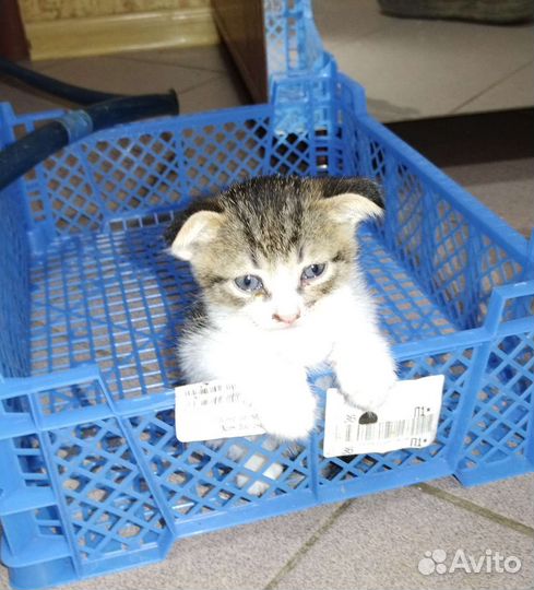 Котята в добрые руки бесплатно