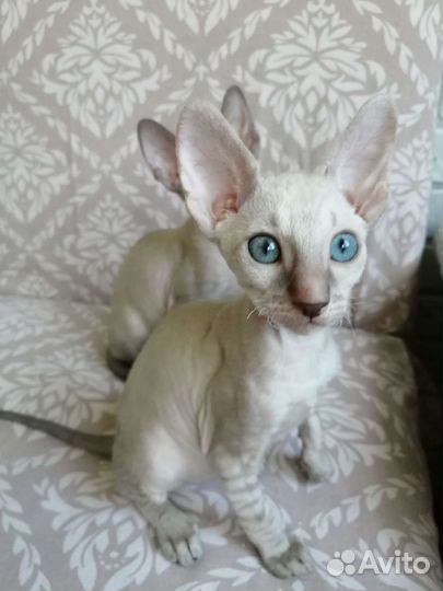 Корниш рекс