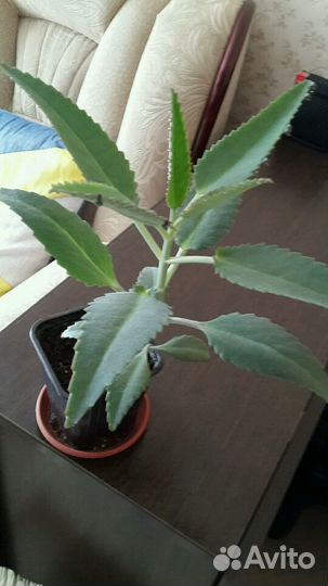 Комнатные цветы