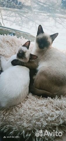 Тайские сиамские котята чистокровные объявление продам