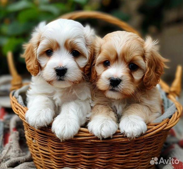 Щенки Кавапу