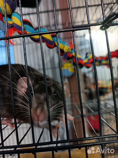 Крыски Дамбо с клетками на колесиках