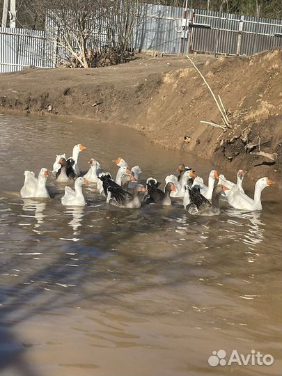 Живые гуси
