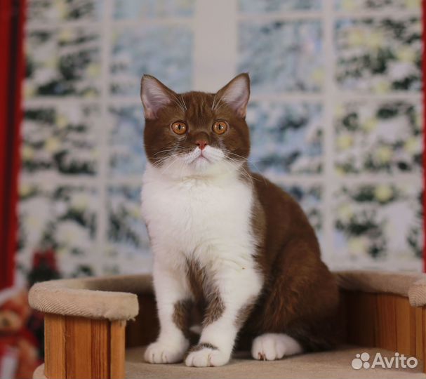 Нарядный британский мальчик циннамон биколор