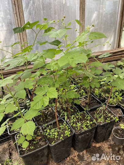 Малина саженцы