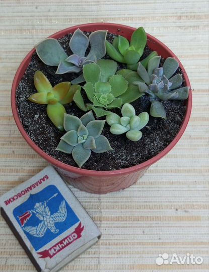 Суккуленты