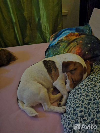 Передержка для собаки,кошки,других животных