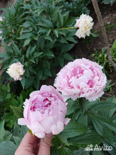 Пион сара бернара