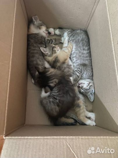 Котята в добрые руки бесплатно