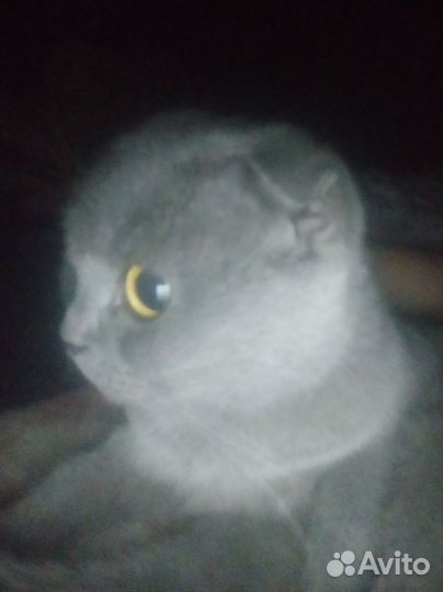 Британская кошка