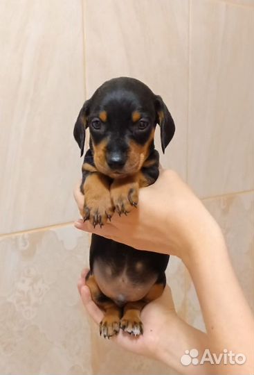 Щенки таксы