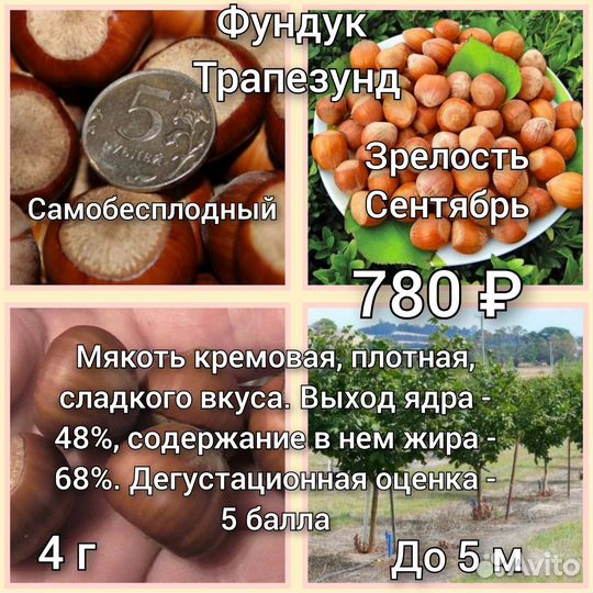 Саженцы фундука