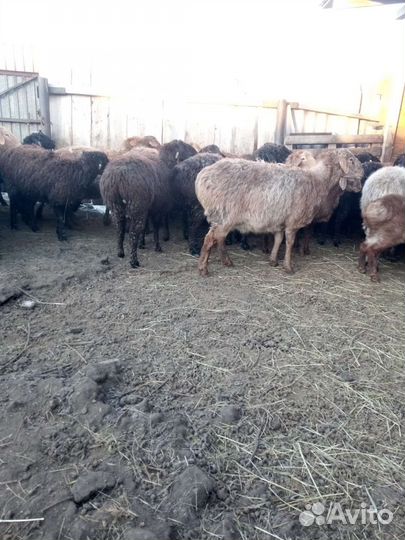 Продажа баранов