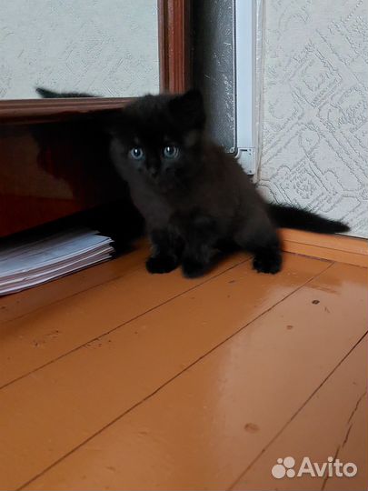 Кошка в дар бесплатно