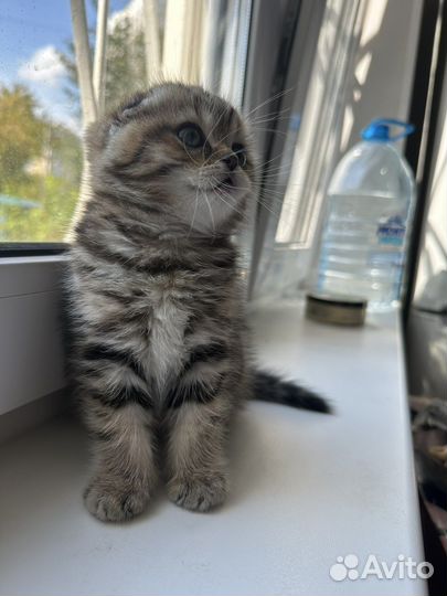 Британская вислоухая мраморная шиншилла