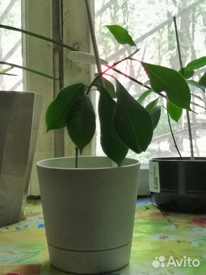 Драцена душистая, ростки фикуса бонсай и др