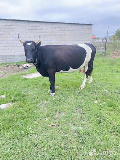 Корова дойная
