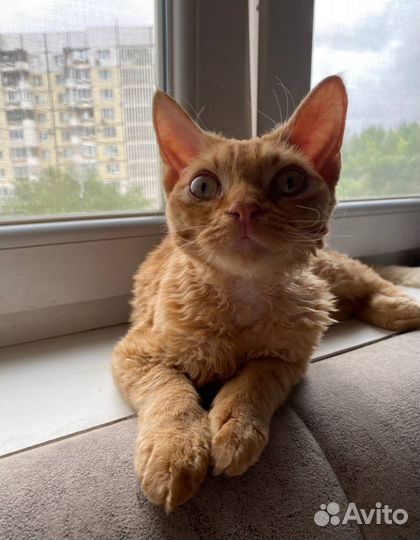 Мальчишки и девчонки Девон-рекс