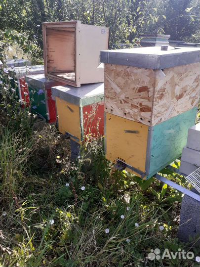 Пчелы и улья