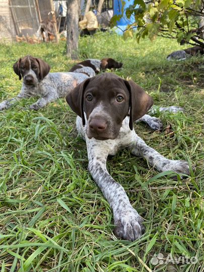 Щенки курцхаара