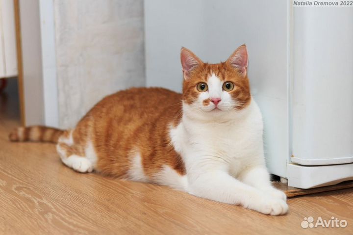 Отдаю кота