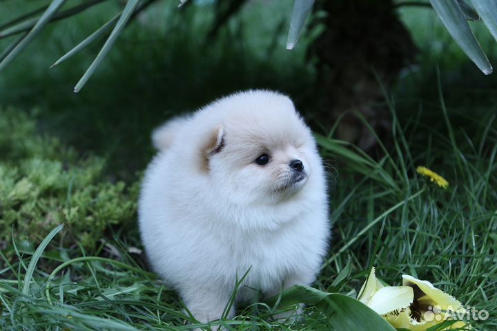 Шпиц мальчик