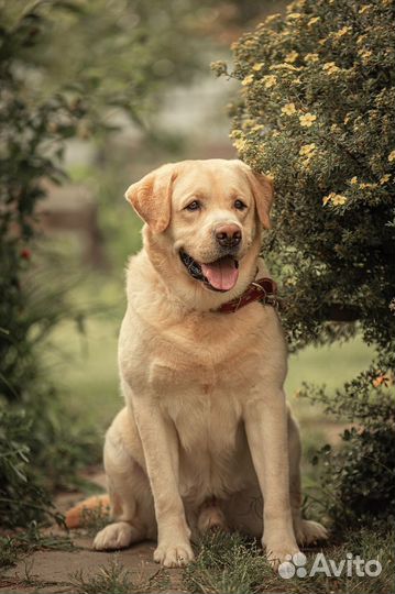 Вязка лабрадор РКФ