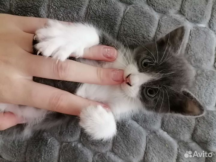 Котенок Джуси