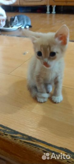 Кошка в дар бесплатно