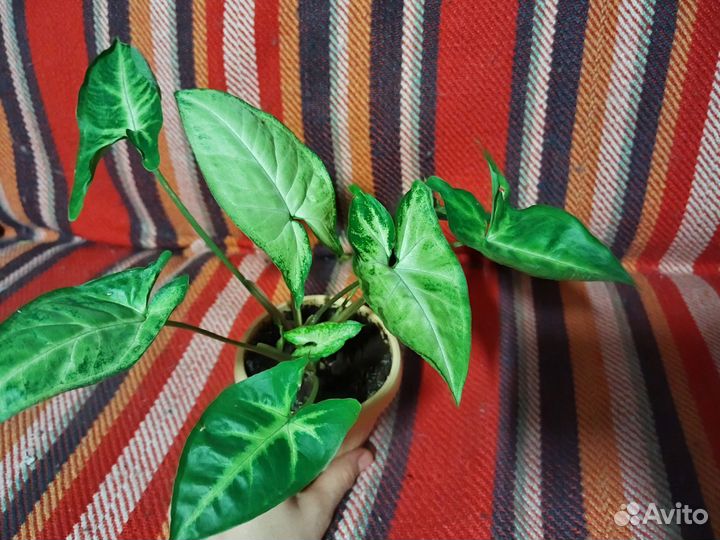 Комнатные 2