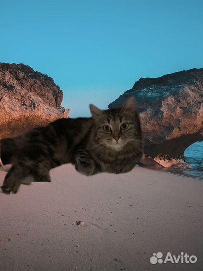 Кошечка в добрые руки