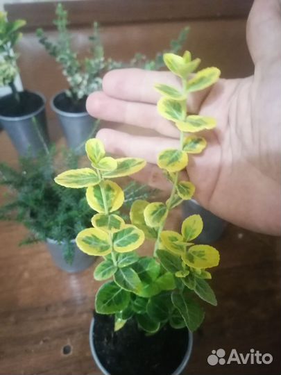 Бересклет в ассортименте