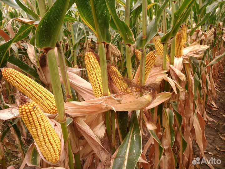 Семена кукурузы Bayer дкс 3169