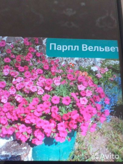 Ампельная петуния
