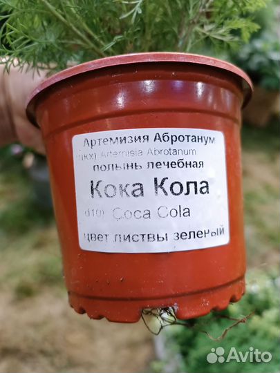 Пряные травы
