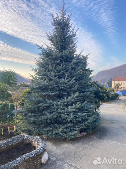 Ель голубая
